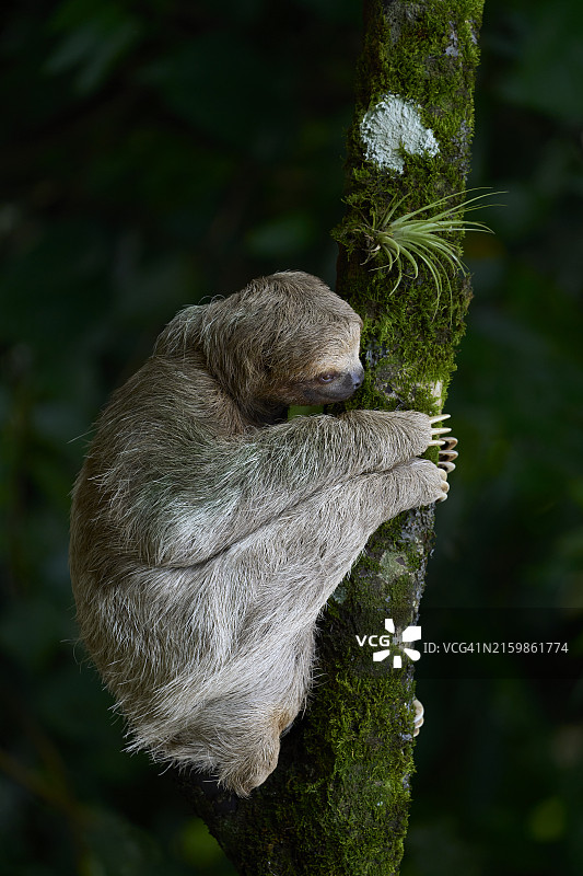 三趾树懒图片素材