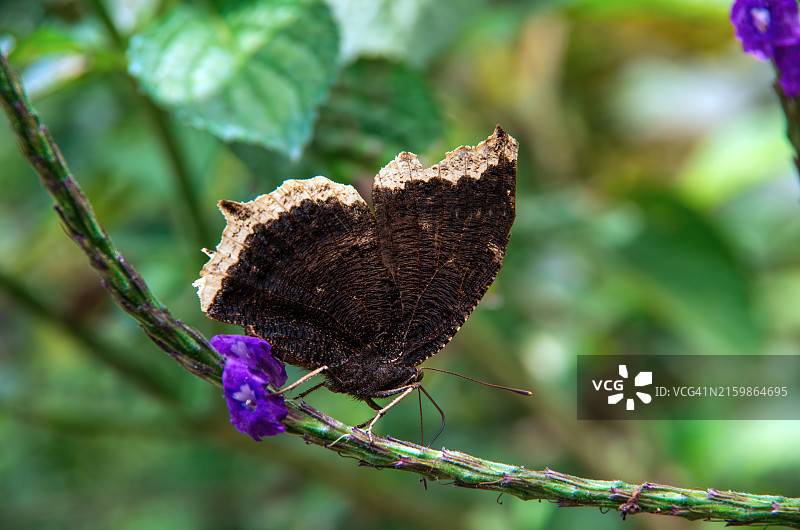 在马鞭草/长穗木花上觅食的黄缘蛱蝶图片素材