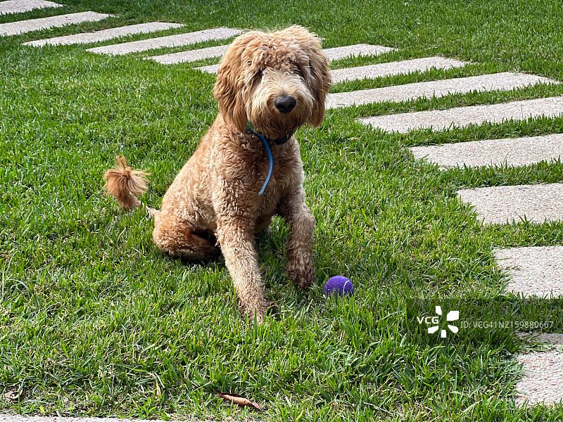 卡武杜犬在后院捡球图片素材
