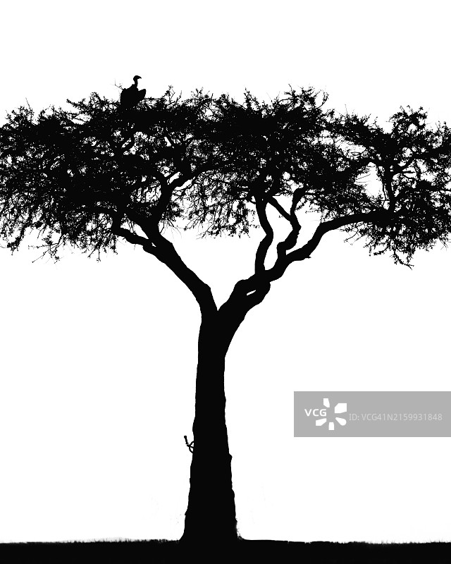 树与飞鸟剪影图片素材