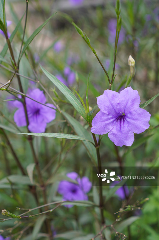 水仙花、水仙花、米尼根、铁根、小白根、爆豆荚、Cracker plant、traino、Toi ting ACANTHACEAE、Britton 's Wild、墨西哥风铃花、矮牵牛紫罗兰花，在自然背景下在花园里盛开图片素材