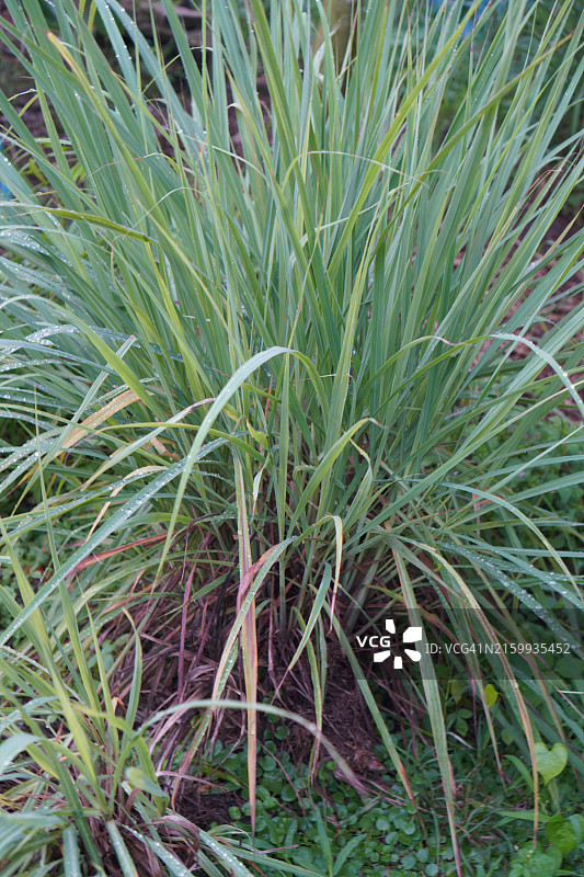 柠檬草图片素材