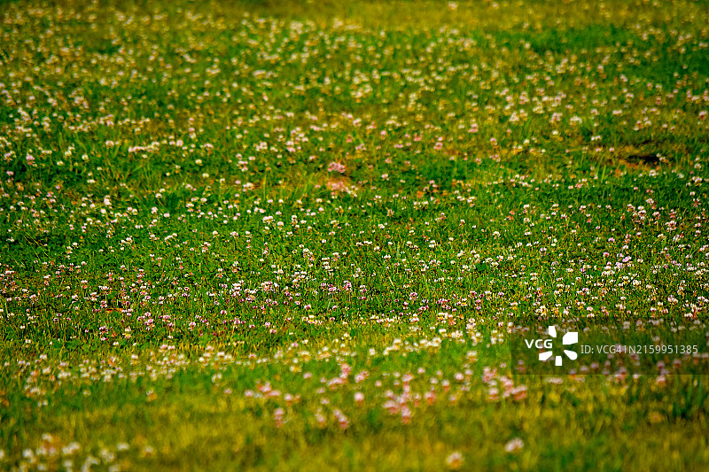 三叶草花图片素材