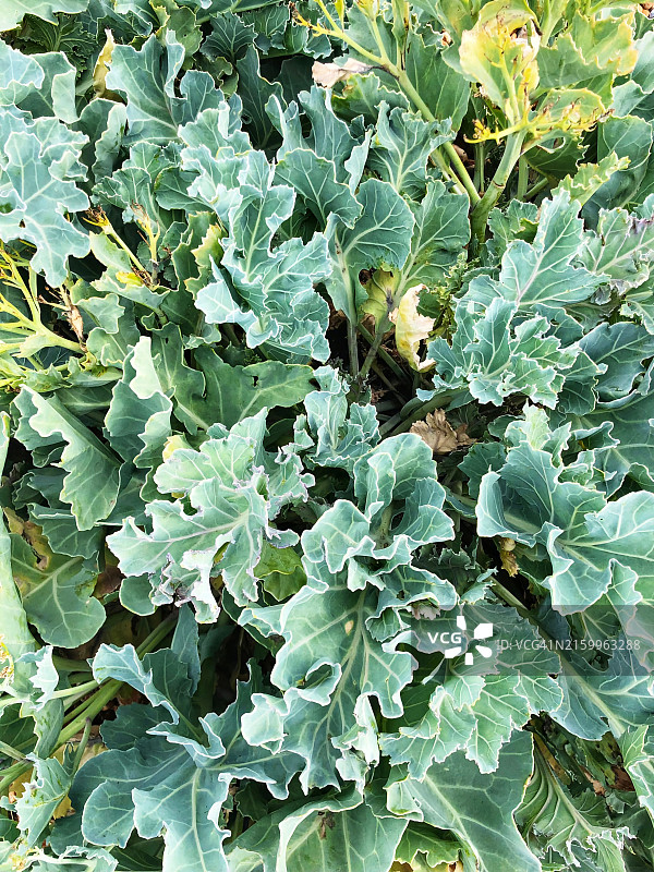 海甘蓝图片素材