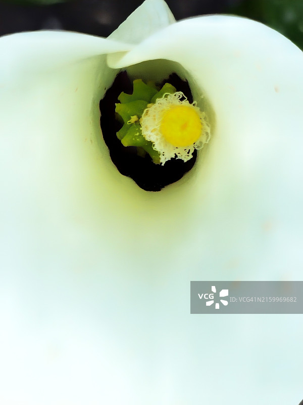 马蹄莲图片素材