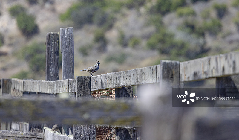 海峡群岛国家公园图片素材