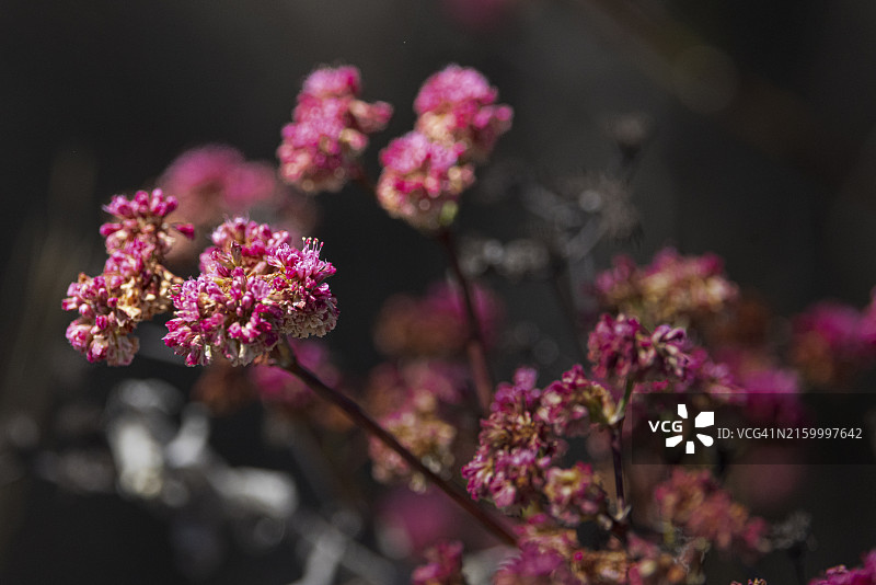 红色荞麦花盛开的特写图片素材