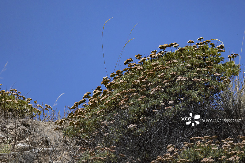 海峡群岛国家公园的落叶灌木图片素材