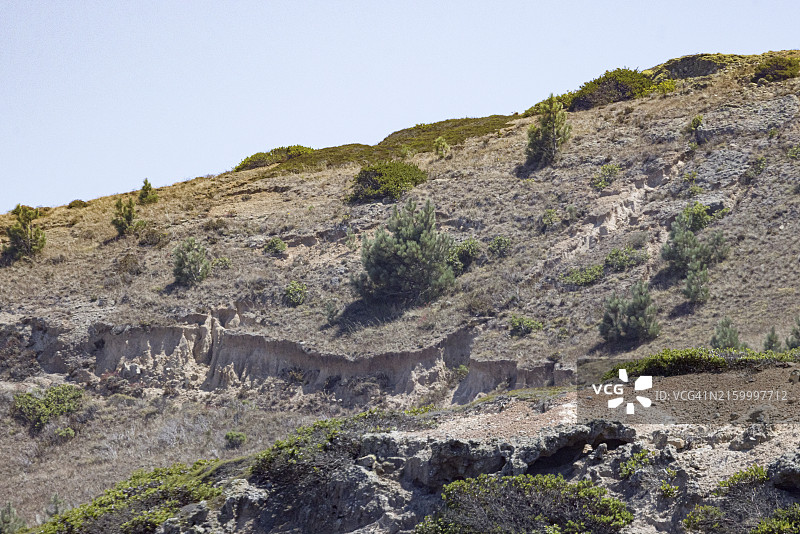 海峡群岛国家公园岩石山坡上的年轻主教松图片素材