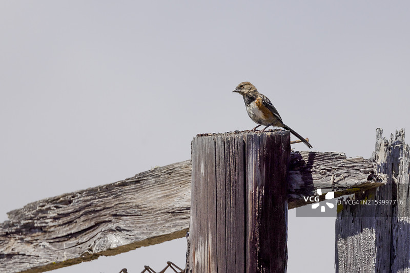 斑点唐鹀栖息在风化的栅栏柱上图片素材