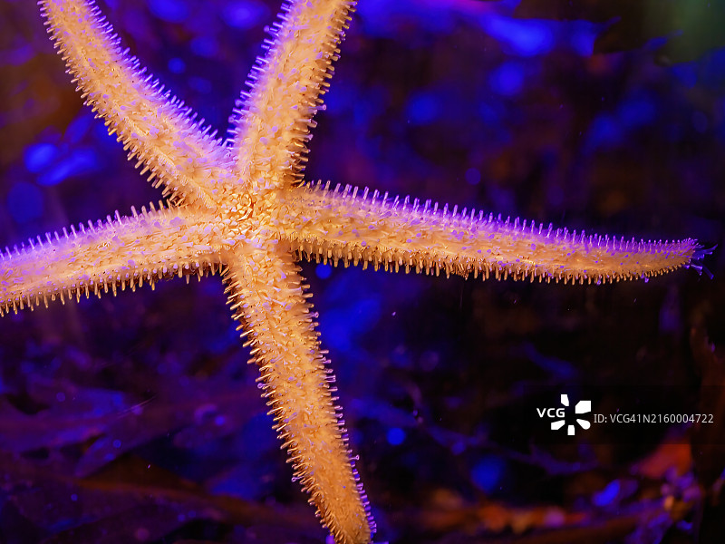 普通海星图片素材