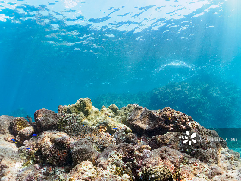 美丽的珊瑚群，包括轴孔珊瑚和微孔珊瑚。摄于日本静冈县伊豆半岛南伊豆町中木的日里滨海滩（轮渡）。图片素材