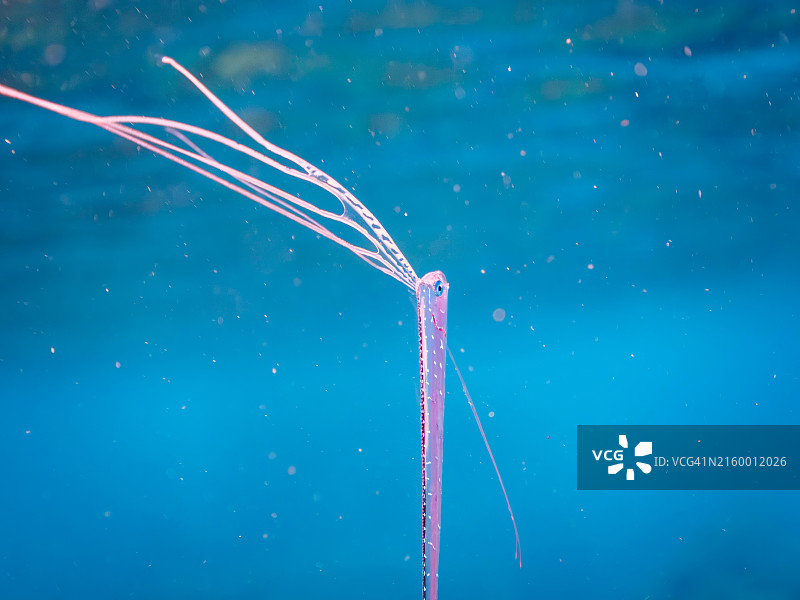 美丽稀有的深海鱼：皇带鱼幼鱼图片素材