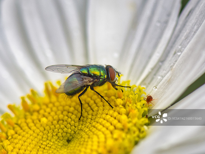 苍蝇和蜘蛛图片素材