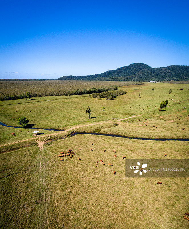 8月在昆士兰北部农场放牧的牛群航拍图片素材