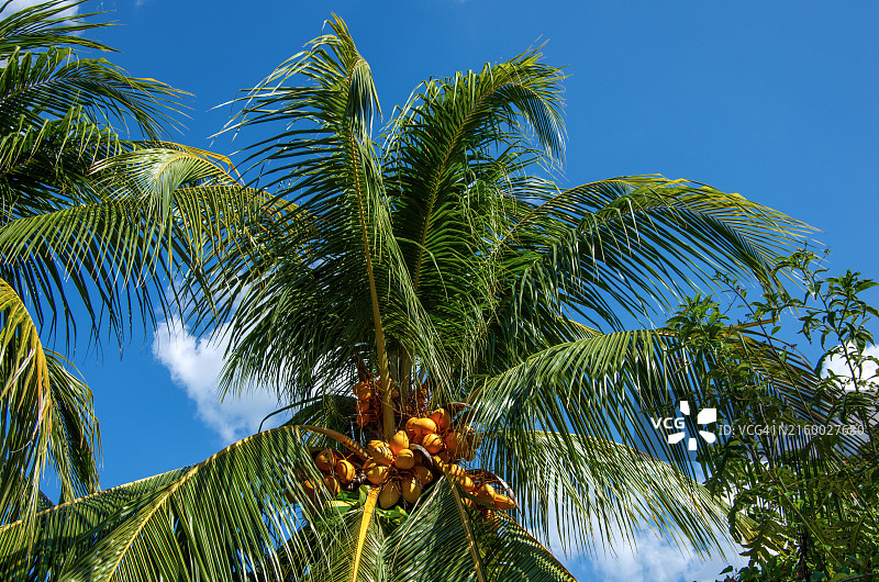 亮橙色/金色外壳的国王椰子树（椰子树变种）图片素材