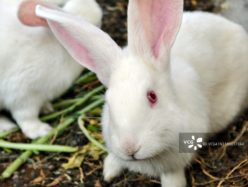 两只兔子图片素材