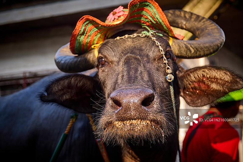 戴着彩色编织帽的水牛图片素材