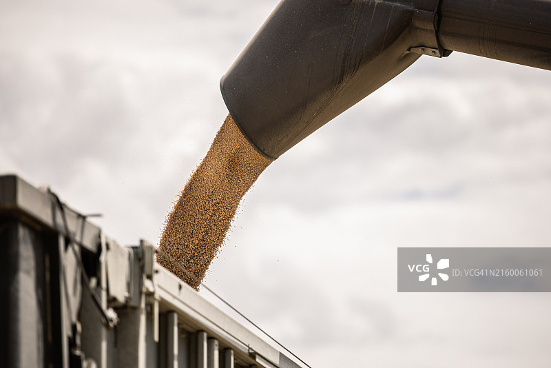 装满小麦谷物的拖车图片素材