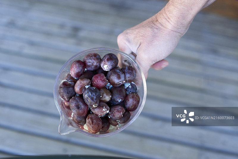 葡萄孢菌葡萄图片素材