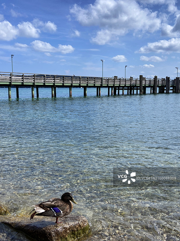 在德国施塔恩贝格湖中游泳的鸭子图片素材