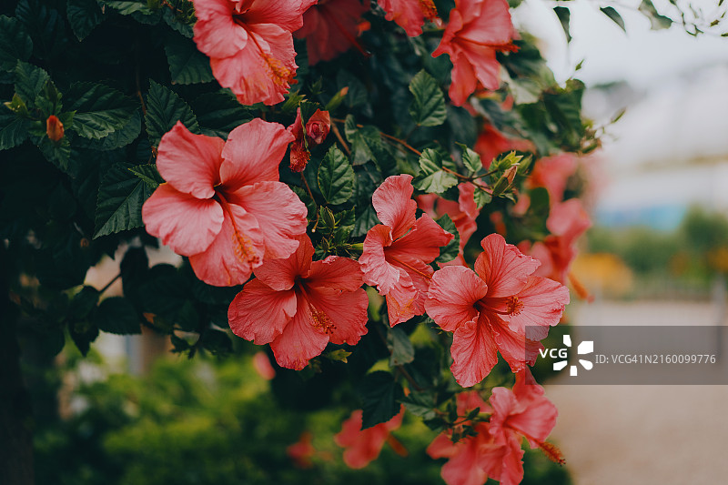 粉色芙蓉花图片素材