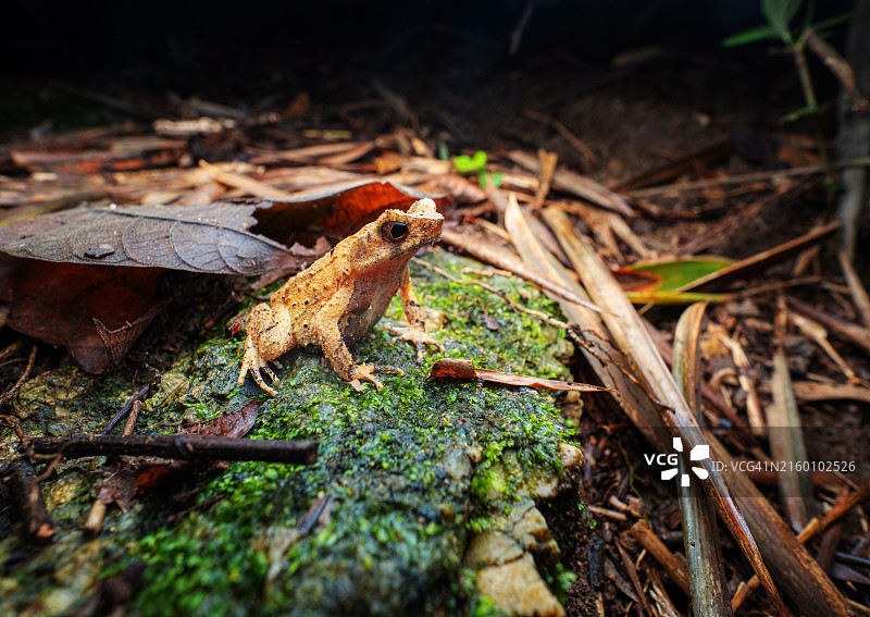 短腿角蟾图片素材