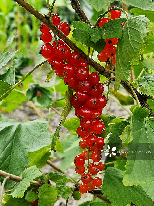 可食用的红醋栗图片素材