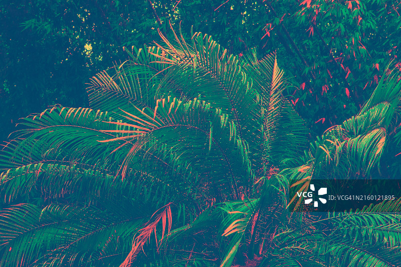 丛林中的梦幻棕榈树图片素材