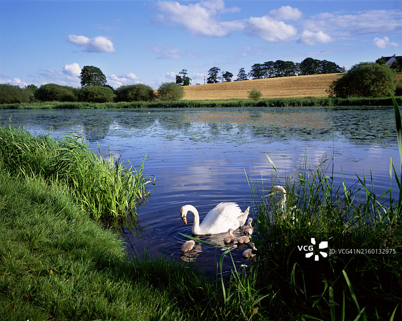 北爱尔兰莫伊拉拉甘运河宽阔水域的天鹅一家图片素材