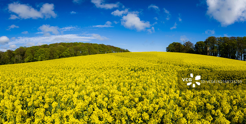 北爱尔兰唐郡锡福德的油菜籽图片素材
