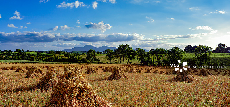 北爱尔兰唐郡西福德的玉米图片素材