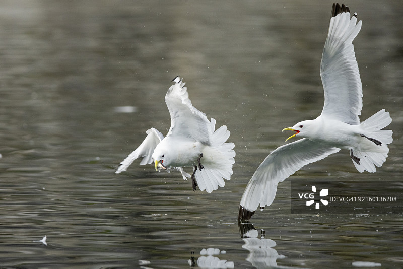三趾鸥在格陵兰迪斯科湾捕鱼图片素材