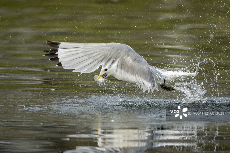 三趾鸥在格陵兰迪斯科湾捕鱼图片素材