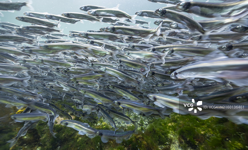 格陵兰迪斯科湾Allutoq岛水下毛鳞鱼产卵景观图片素材