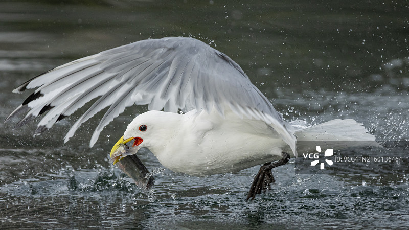 三趾鸥在格陵兰迪斯科湾捕鱼图片素材