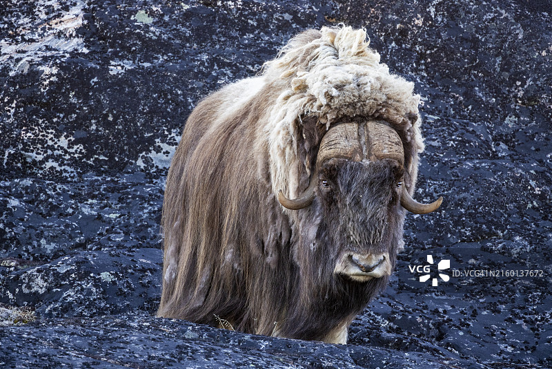 格陵兰迪斯科湾午夜阳光下的麝牛图片素材