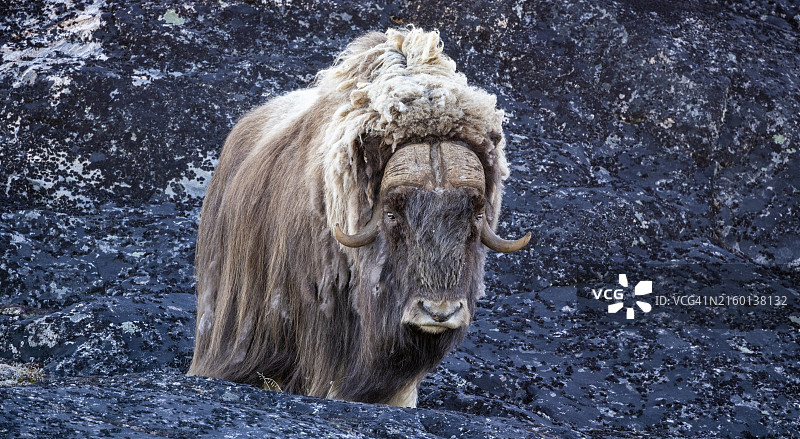 格陵兰迪斯科湾午夜阳光下的麝牛图片素材