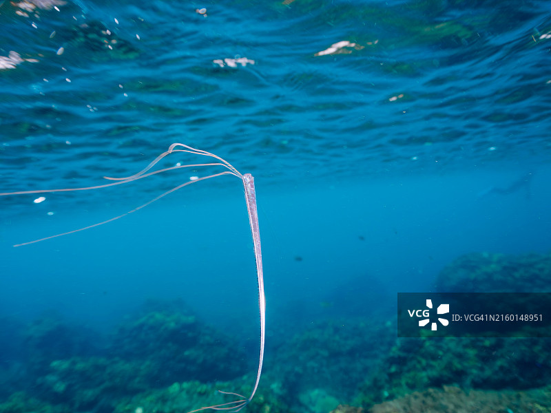 美丽稀有的深海鱼：皇带鱼幼鱼图片素材