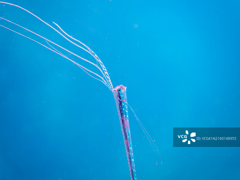 美丽稀有的深海鱼：皇带鱼幼鱼图片素材