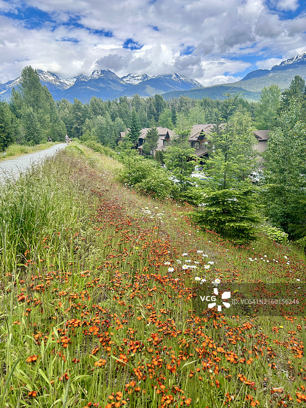 惠斯勒的野花图片素材