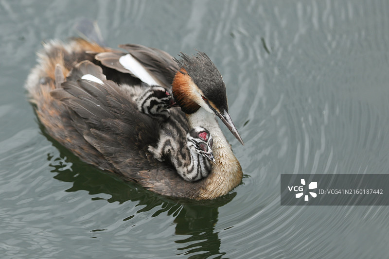 一只凤头鸊鷉在河里游泳，背上驮着两只可爱的幼鸟图片素材