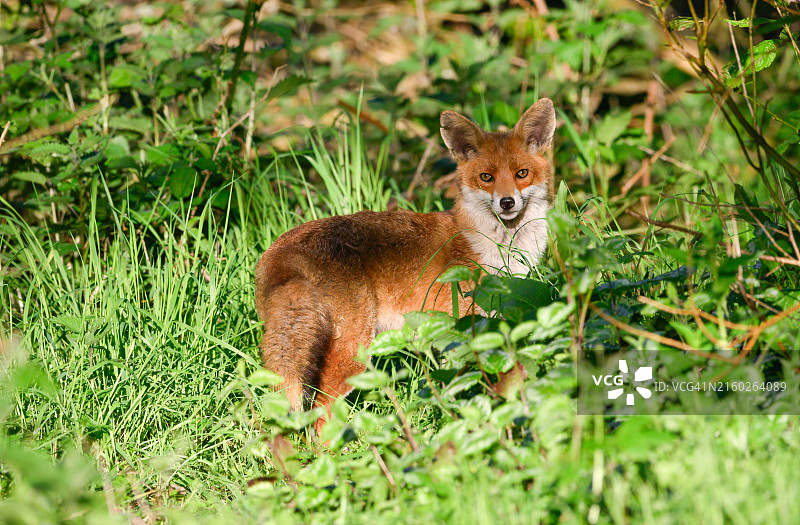 狐狸（Vulpes vulpes）图片素材