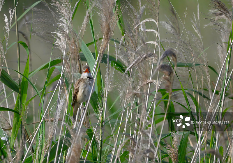 大苇莺图片素材