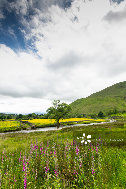 坎布里亚郡的罗西河图片素材