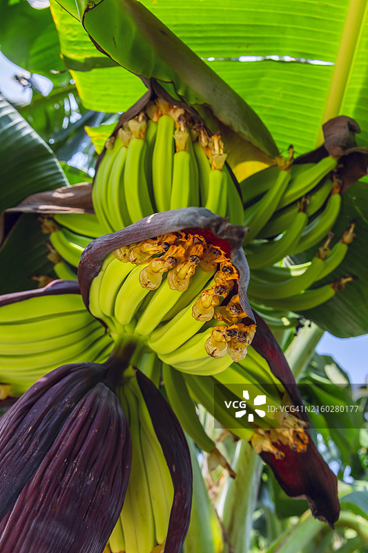 香蕉豆荚开花图片素材