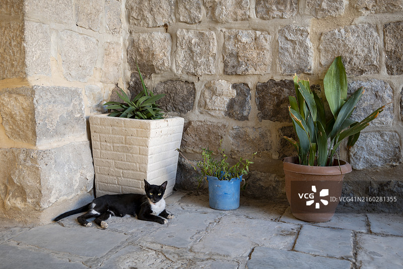 黑白猫在白色和蓝色花盆旁边的门廊上放松图片素材