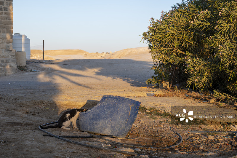 黑白猫在树旁从蓝色破桶里喝水图片素材