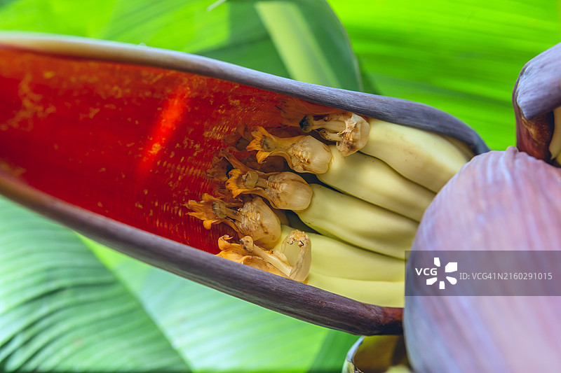 香蕉豆荚开花特写图片素材