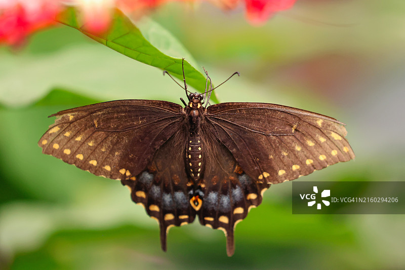 黑色凤尾蝶特写图片素材
